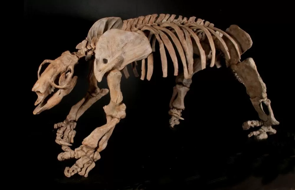 Fóssil de preguiça-gigante de 541 quilos tem origem investigada em Sete Lagoas