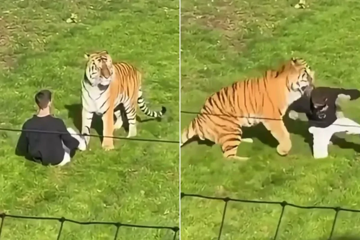 Tigre mata homem que invadiu recinto em zoológico na Inglaterra