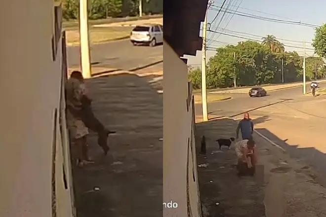 Pit-bull ataca e mata cachorro durante passeio com tutora idosa em MG