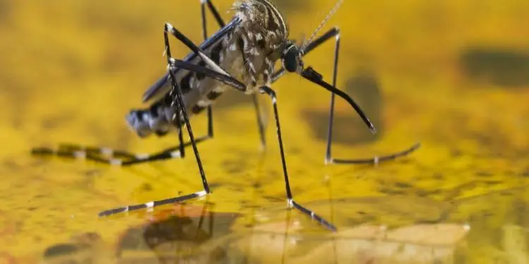 Minas Gerais investiga 69 casos suspeitos de febre amarela e reforça alerta para vacinação