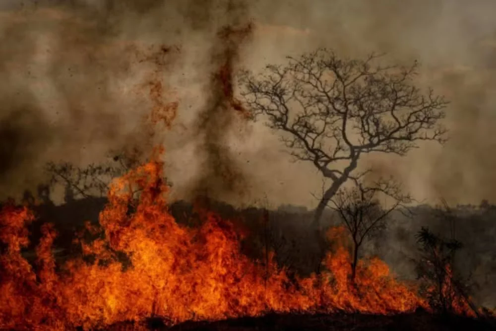 BH cria lei para prevenir incêndios em áreas de vegetação e autoriza brigadas florestais