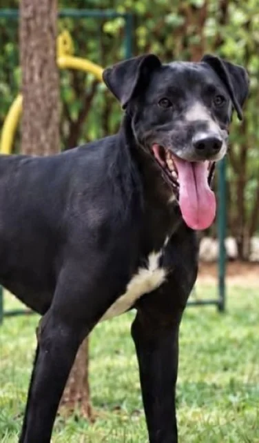 Família oferece recompensa de R$ 1 mil por cão desaparecido em Lagoa Santa