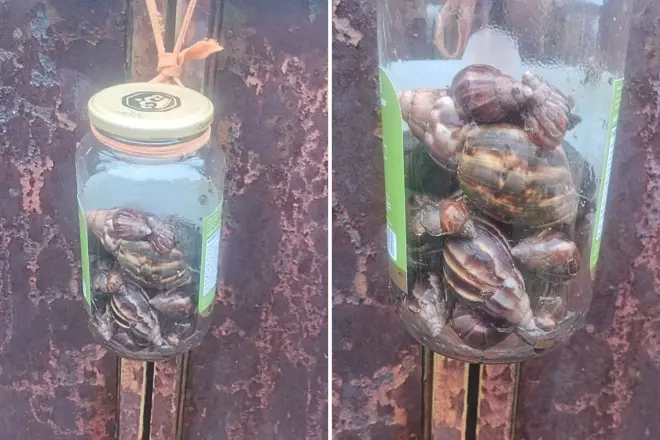 Caramujos africanos voltam a invadir ruas de BH após chuvas e preocupam moradores