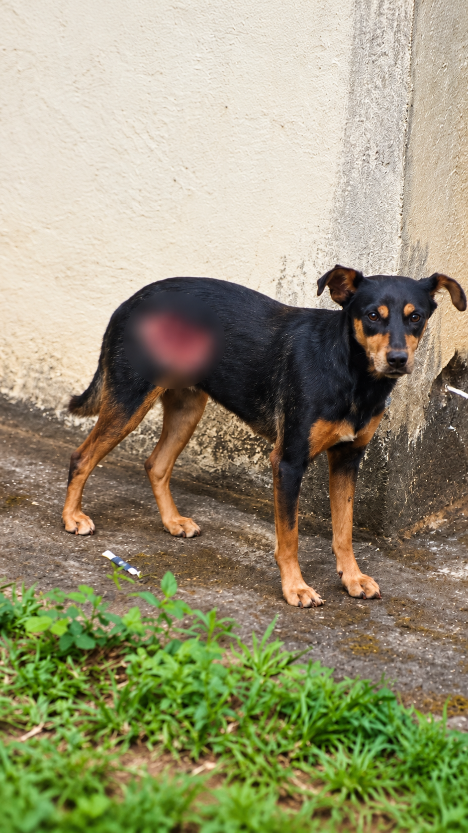 Cachorrinha encontrada com ferimento grave em Matozinhos precisa de ajuda para custear tratamento