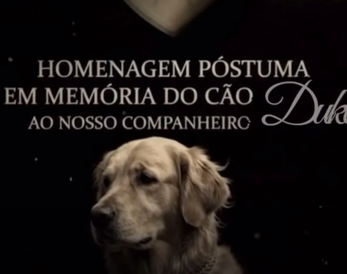 VÍDEO: Morre Duke, cão da ROCCA que ajudava crianças em Sete Lagoas