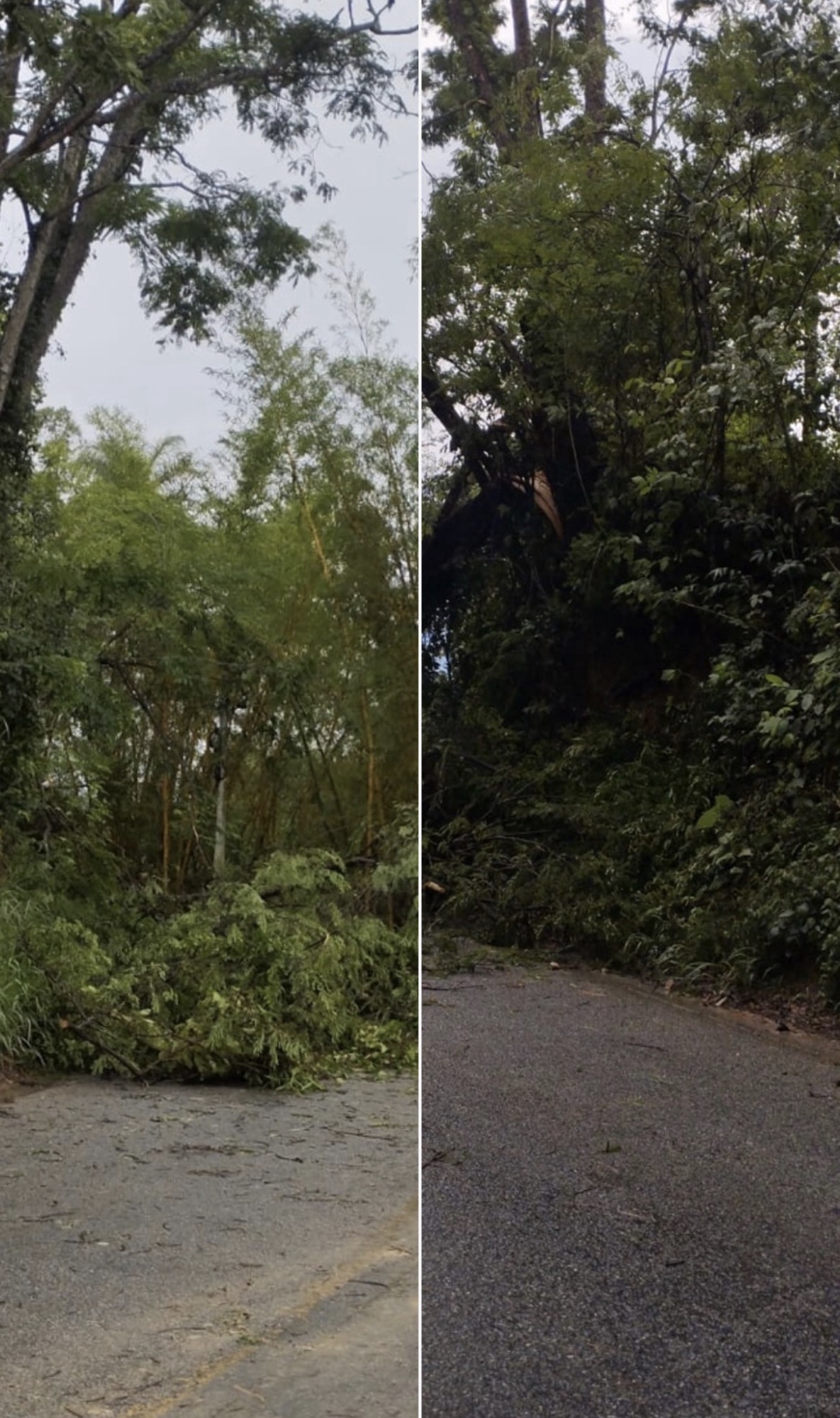 VÍDEO: Árvores caídas dificultam acesso à região de Vera Cruz, em Pedro Leopoldo